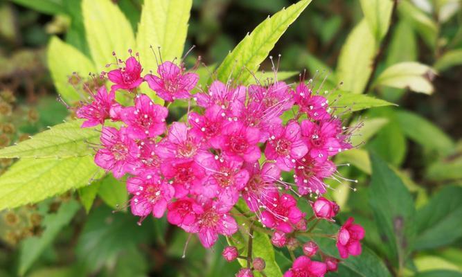 菱叶绣线菊的花语及其深意（探索菱叶绣线菊的花语与意义）