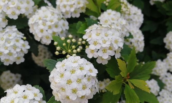 麻叶绣线菊花语的深意（传递爱与希望的花朵）