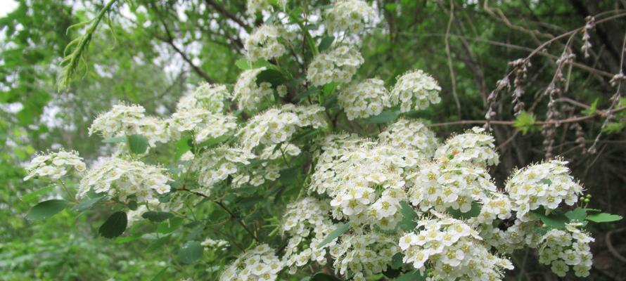 麻叶绣线菊花语的深意（传递爱与希望的花朵）