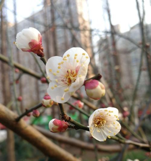 梅花的花语与意义（传承千年的纯洁与坚韧）