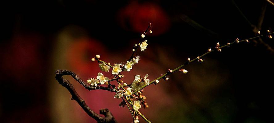 梅花的象征意义（揭开梅花的隐秘内涵）