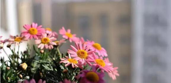 木春菊花语与传说之秘（木春菊传承千年的花语与神奇传说探秘）