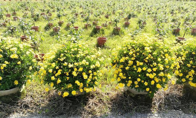 以木春菊的寓意（解读以木春菊的象征意义）