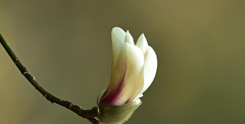 木兰花的花语与美好寓意（探秘木兰花的花语）