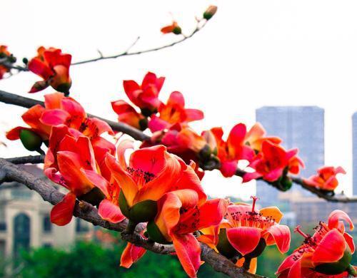 木棉花的花语与象征意义（探寻木棉花的美丽与深意）