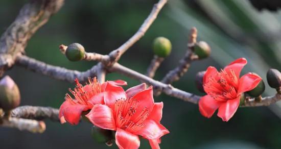 木棉花的花语与象征意义（探寻木棉花的美丽与深意）