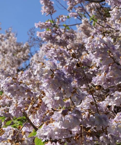 《泡桐花的花语》（赏析泡桐花的美丽与意义）