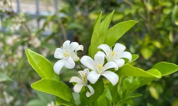 七里香的花语（七里香花语传递的是什么）