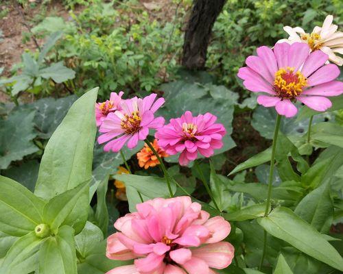 千日红花语与美好祝福（绽放希望的千日红）