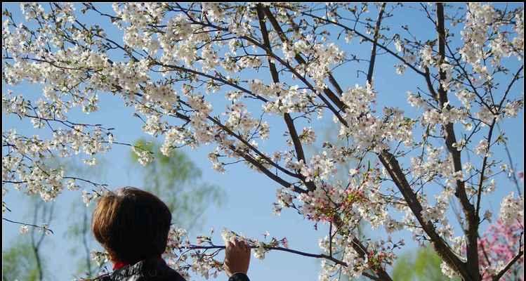 日本早樱的花语和寓意（欣赏日本早樱）