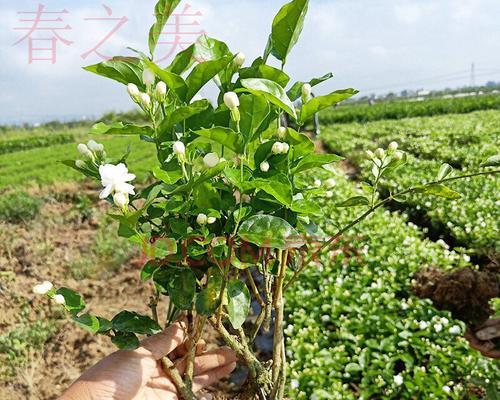 揭秘“以杀头苗”（探索中国传统文化中的神秘仪式）