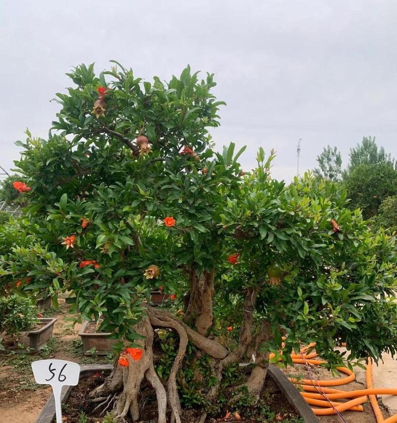 丰盛如意的福禄多子盆栽植物（盆栽植物寓意多子多福）