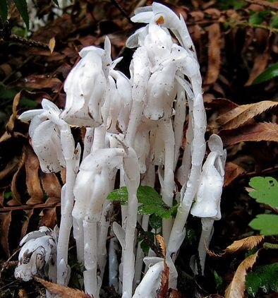 水晶兰的花语与美丽传说（探寻水晶兰的神秘符号与寓意）