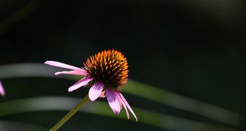 松果菊花语-愉快和喜悦的象征（花开花谢）