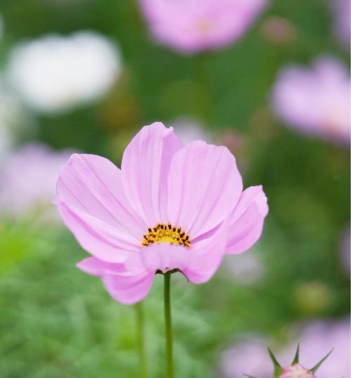 花开花落间的花语世界（探寻不同花朵的花语之美）