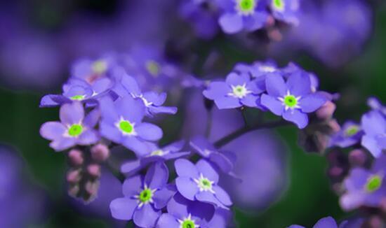 以勿忘草的花语——永恒的思念（勿忘草花语与纯真）