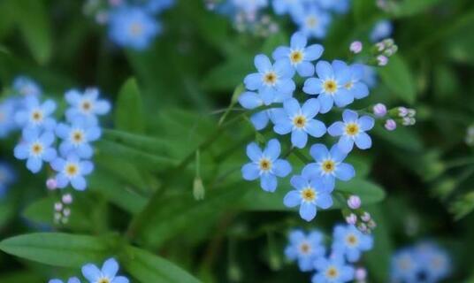 以勿忘草的花语——永恒的思念（勿忘草花语与纯真）