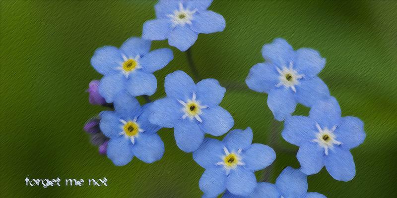 以勿忘草的花语——永恒的思念（勿忘草花语与纯真）