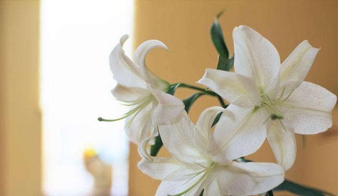 百合花的花语与意义（香水百合的独特花语魅力）