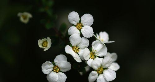 雪柳的花语与含义（探寻雪柳的美丽花语）