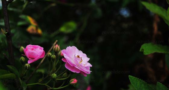 野蔷薇花语的深意（揭示野蔷薇传递的情感与寓意）