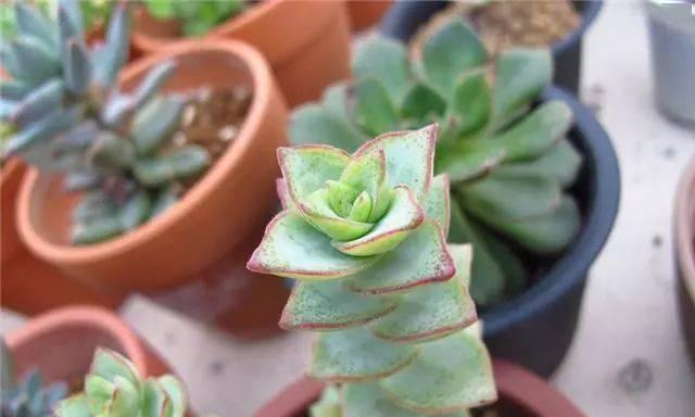 多肉植物的生长环境（探究多肉植物喜欢的生长条件）