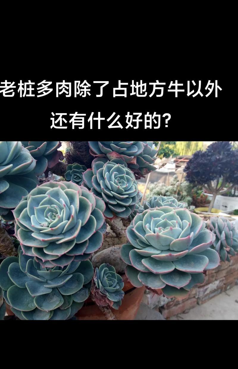 多肉植物生长环境详解（打造适合多肉生长的环境）