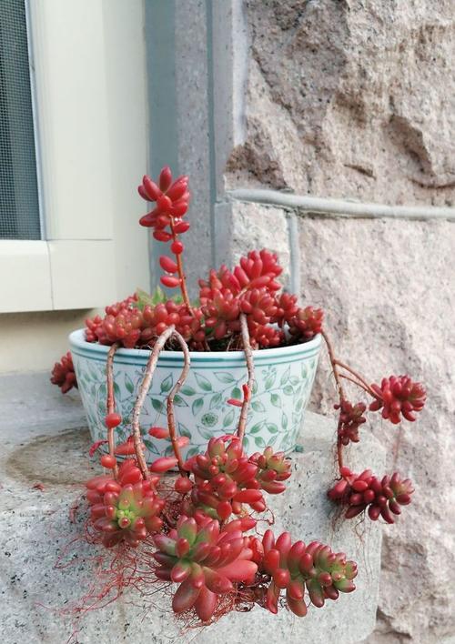 多肉植物喜欢太阳（揭秘多肉植物的光照需求及注意事项）