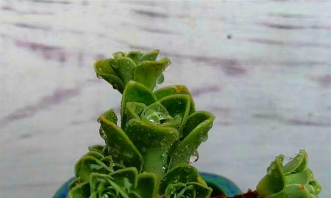 多肉植物夏天能否淋雨？