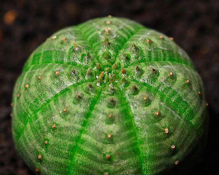 多肉星兜的种植技巧与配土方法（掌握适合多肉星兜的土壤配比）