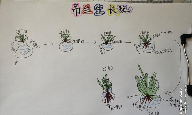 多肉雨滴叶插多久发芽的方法与技巧（如何让多肉雨滴叶插种快速发芽）