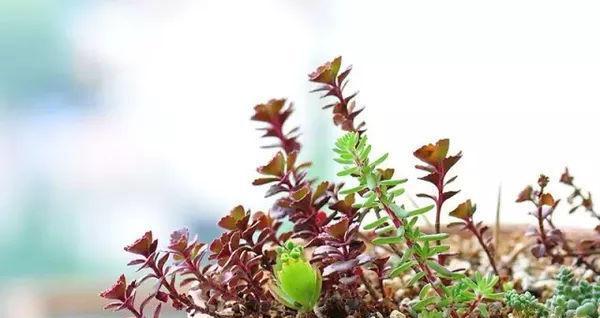 多肉植物应该如何过冬（不让多肉植物冻死的小窍门）