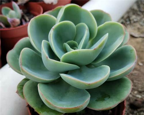 多肉植物的合适生长环境（室内与室外哪种更适合多肉植物）