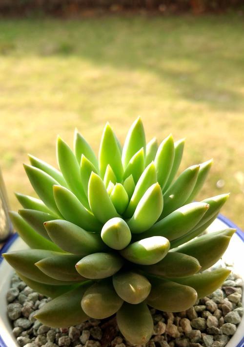 多肉植物是否为草本植物（对多肉植物进行分类学和生物学分析的研究）