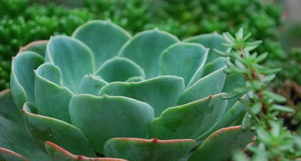 多肉植物的喜阳性特点（探究多肉植物的生长环境与生态习惯）