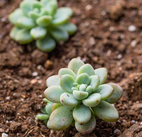 如何配制多肉植物种植土（从配料到搭配技巧）