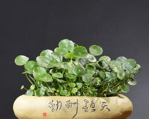 多肉植物养护全攻略（水养注意事项）