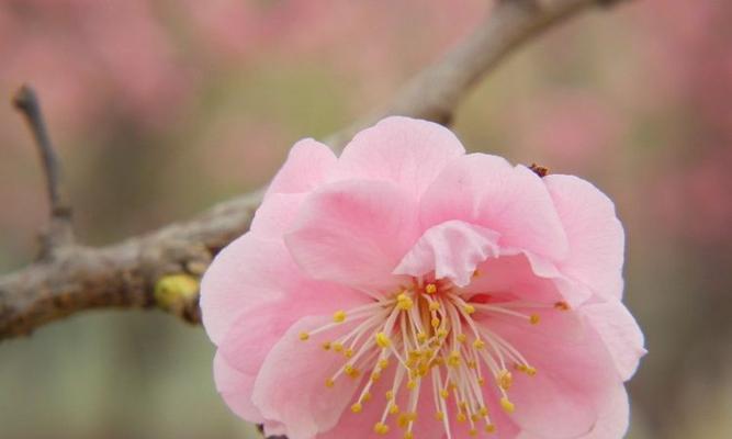 桃花的寓意和象征是什么？如何理解桃花在中国文化中的意义？