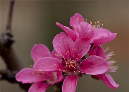 桃花花语代表什么？如何解读桃花的象征意义？