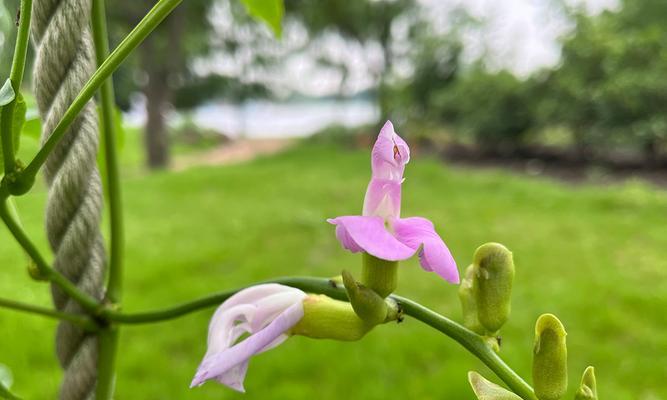 刀豆开花结果需要多长时间？如何促进刀豆快速开花？