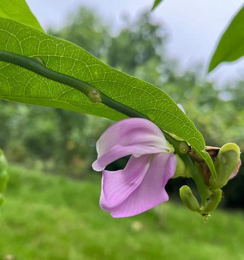 刀豆开花结果需要多长时间？如何促进刀豆快速开花？