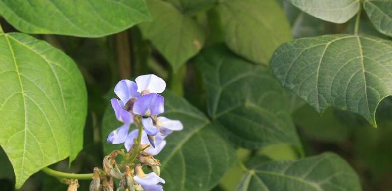 刀豆几月开花结果？什么时候开花结果？