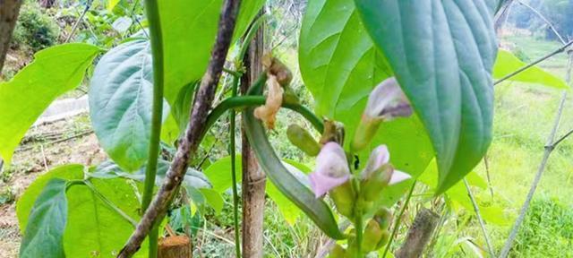 刀豆几月开花结果？什么时候开花结果？