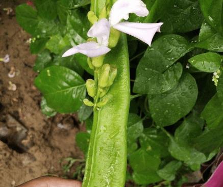 刀豆的最佳种植季节是什么时候？种植刀豆需要注意哪些问题？