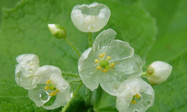 豌豆花的花语是什么？如何用豌豆花表达情感？