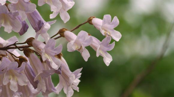 梧桐花的寓意是什么？如何解读梧桐花的象征意义？