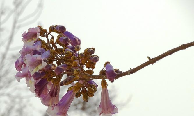 梧桐花的寓意是什么？如何解读梧桐花的象征意义？