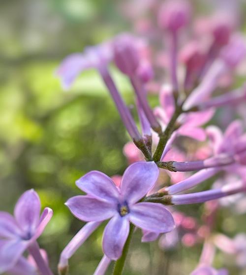 五瓣丁香花代表什么含义？五瓣丁香花的象征意义是什么？