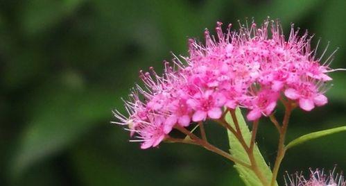 夕雾花的花语是什么？这种花有哪些特别含义？