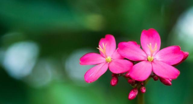 夏天花的花语是什么？如何挑选适合夏季的花卉？